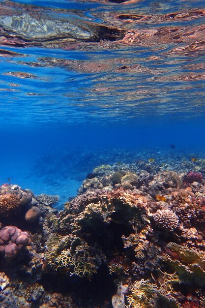 Foto vista aerea del mare e delle rocce