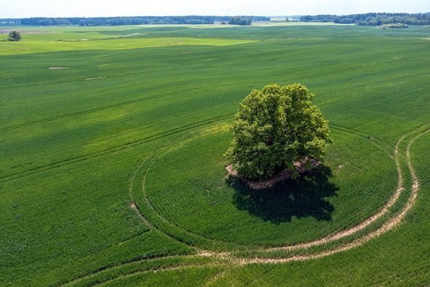 Aerial view of single tree in agricultural field a lone tree in a green field