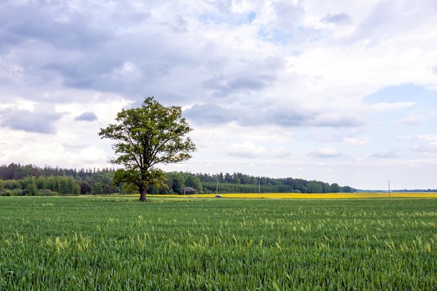 Aerial view of single tree in agricultural field a lone tree in a green field