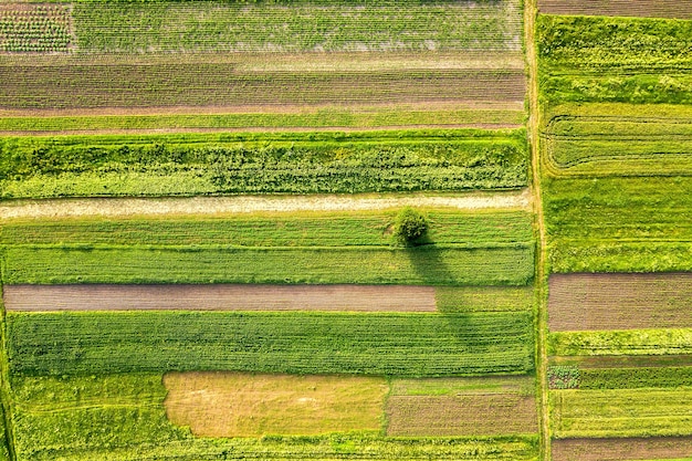 Aerial view of a single tree growing lonely on green agricultural fields in spring with fresh vegetation after seeding season on a warm sunny day