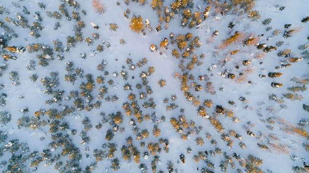 Aerial view of snow covered park Vibrant evergreen trees and foot prints in the snow seen from above Sun rise