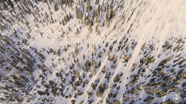 Aerial view of snow covered park vibrant evergreen trees and\
foot prints in the snow seen from above sun rise