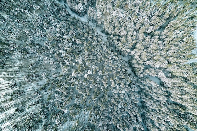 Aerial view of snow covered white forest with frozen trees in cold winter Dense wild woodland in wintertime