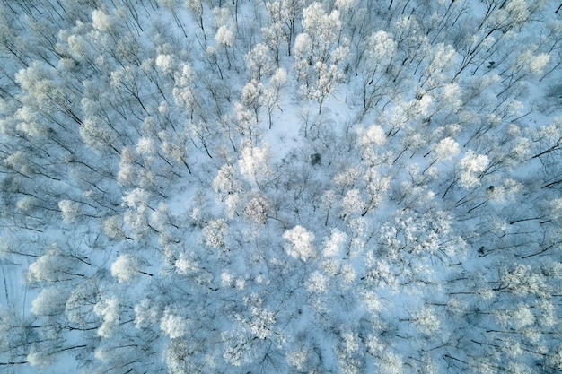 Aerial view of snow covered white forest with frozen trees in cold winter Dense wild woodland in wintertime