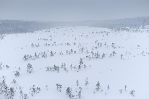 Aerial view Snow covered wilderness Emerging young forest