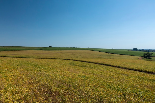 Aerial view of soy plantation on sunny day in Brazil