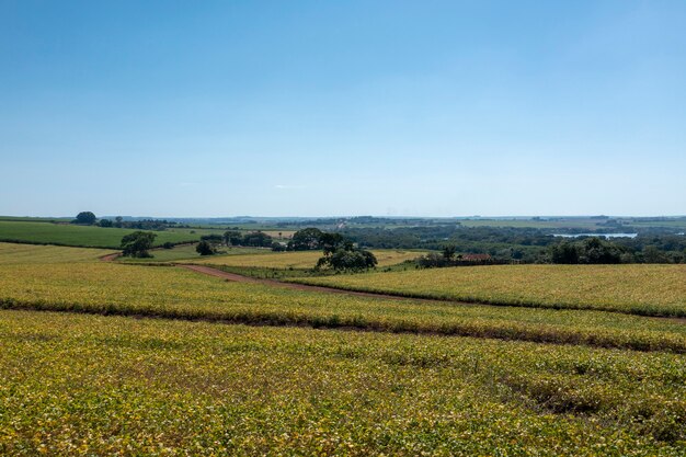 Aerial view of soy plantation on sunny day in Brazil