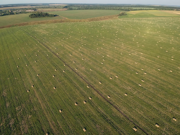 Aerial view to stacked hay on the wheat field under sky. Ambrosia field. Drone photography.