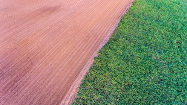 Aerial view sugarcane field 