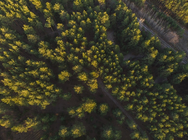 Aerial view of summer forest.