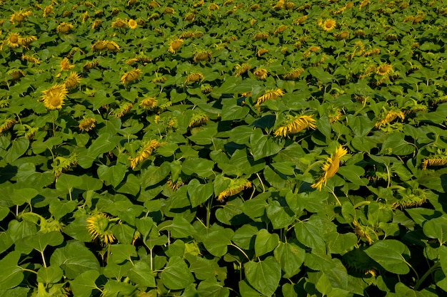 Aerial view of sunflower field.