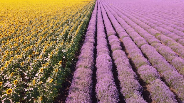 Veduta aerea di girasoli con campi di lavanda al tramonto