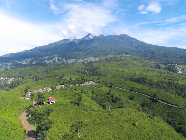 Aerial view of tea plantation in Kemuning Indonesia with Lawu mountain background