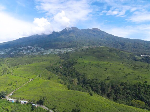 ラウ山を背景にインドネシアのKemuningの茶畑の空撮