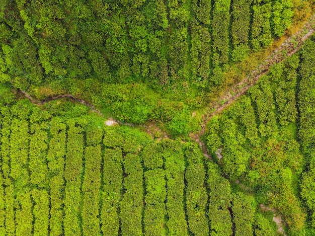 Вид с воздуха на чайную плантацию, снятый с дрона