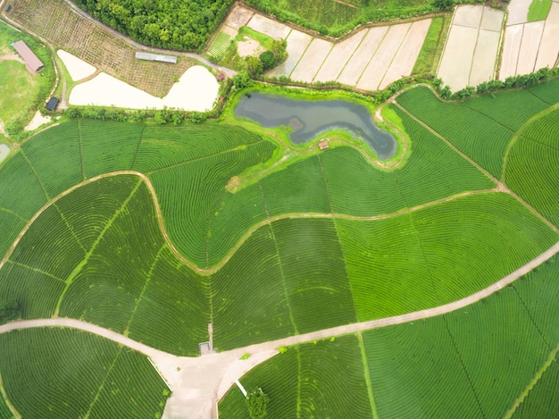 Aerial view of Tea plantation, Shot from drone