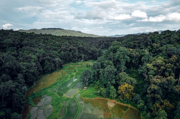 Aerial view of terraced rice fields in the forest