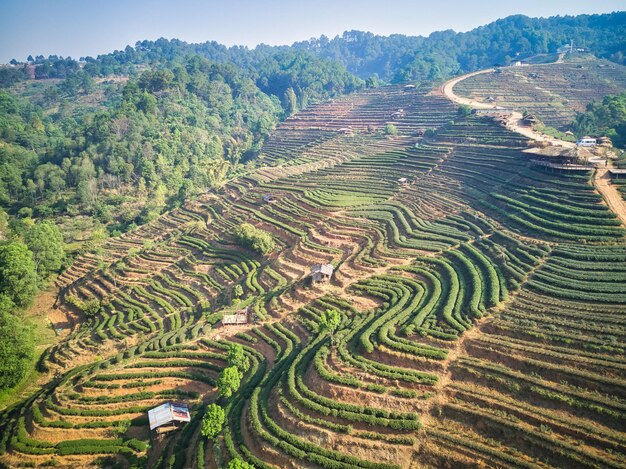 Photo aerial view of thai tea terraces