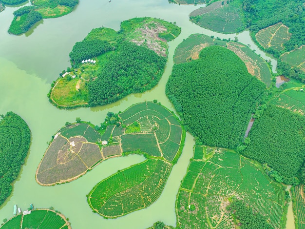 Aerial view of Thanh Chuong island tea hill green landscape background green leaf Thanh Chuong Nghe An Viet Nam