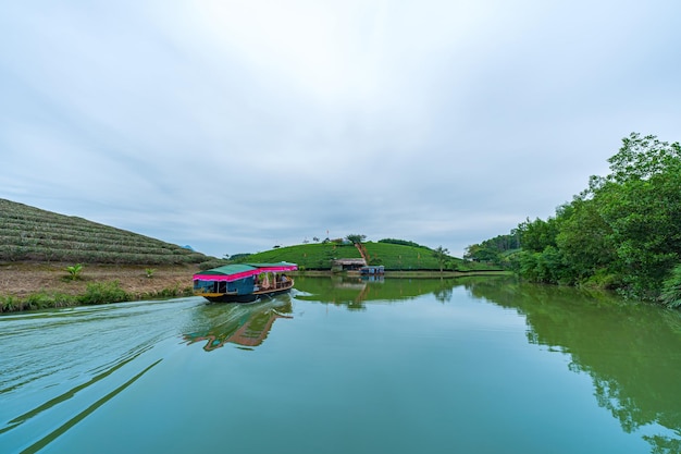 Aerial view of Thanh Chuong island tea hill green landscape background green leaf Thanh Chuong Nghe An Viet Nam