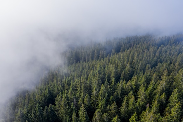 Aerial view of thick fog covering the forest in the mountains.