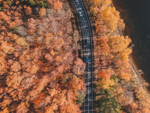 Aerial view of thick forest in autumn with road cutting through. Russia, St. Petersburg