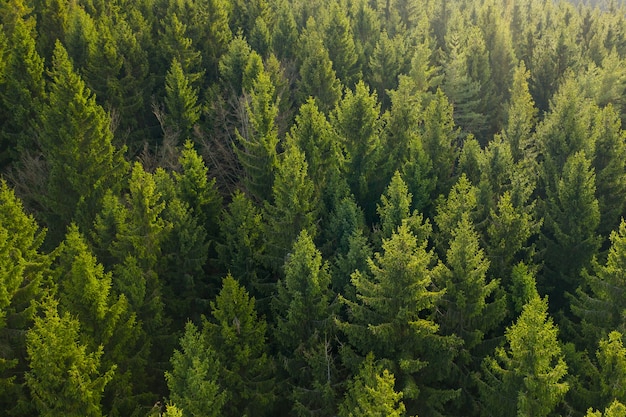 Aerial view of the top of pine trees green fur tree background