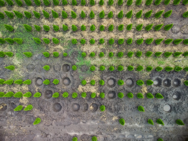 Aerial view of a tree farm for landscaping