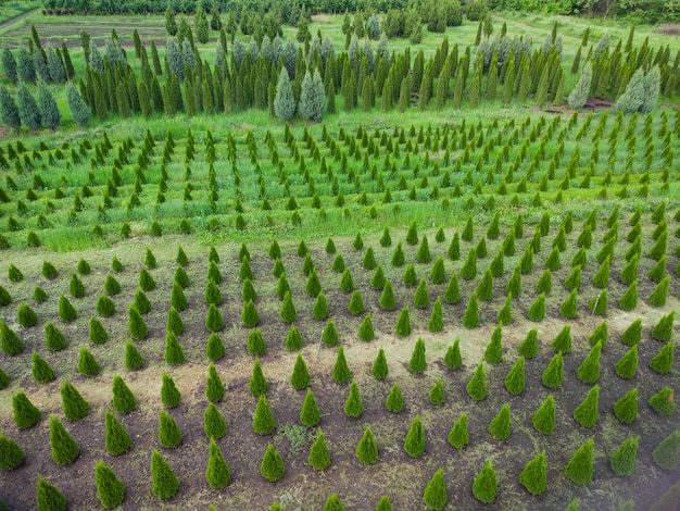 Aerial view of a tree farm for landscaping