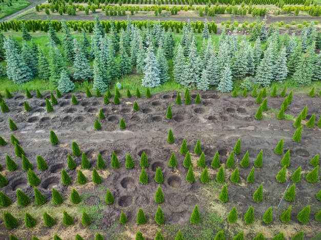 Aerial view of a tree farm for landscaping