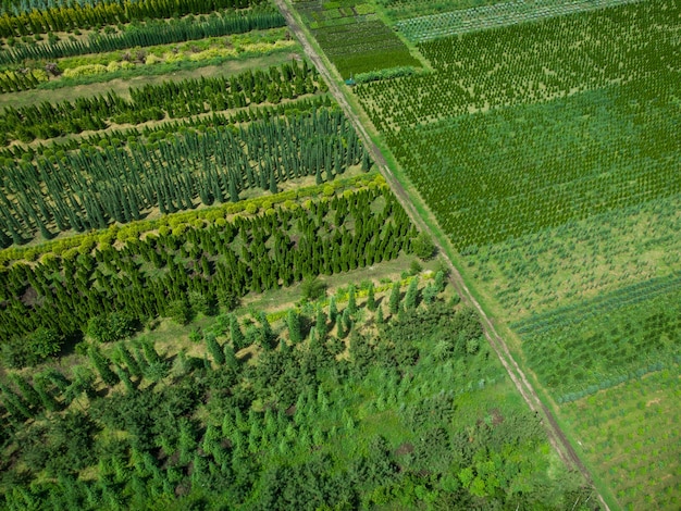 Aerial view of a tree farm for landscaping