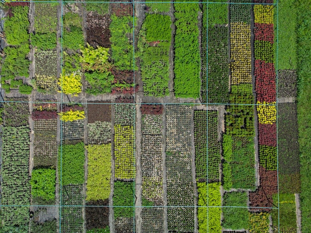 Aerial view of a tree farm for landscaping