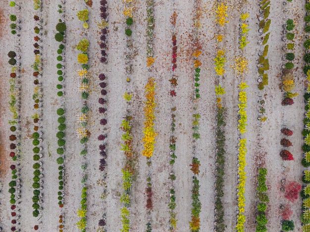 秋の間に黄色赤と赤緑の植物が一列に並べられた木の苗床の空撮 紅葉の植物 アルザス フランス ヨーロッパ