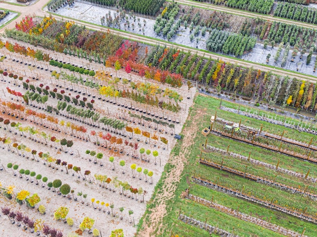 Aerial view of a tree nursery with yellow red and red green plants arranged in a row during autumn Plants in autumn colours Alsace France Europe