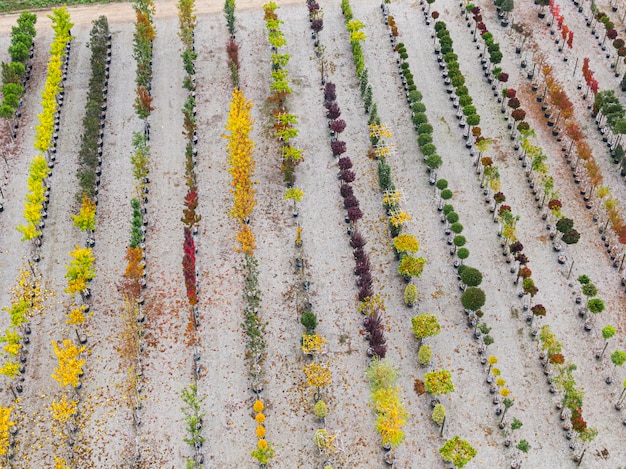 Aerial view of a tree nursery with yellow red and red green plants arranged in a row during autumn Plants in autumn colours Alsace France Europe