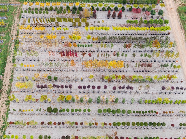 Aerial view of a tree nursery with yellow red and red green plants arranged in a row during autumn Plants in autumn colours Alsace France Europe