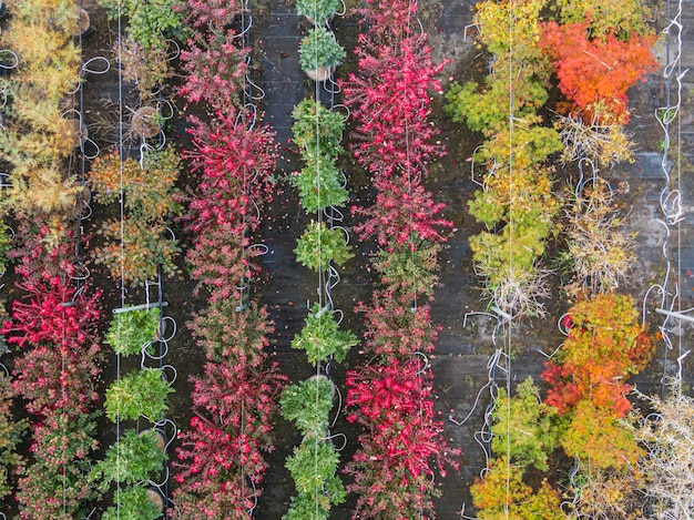 Aerial view of a tree nursery with yellow red and red green plants arranged in a row during autumn Plants in autumn colours Alsace France Europe