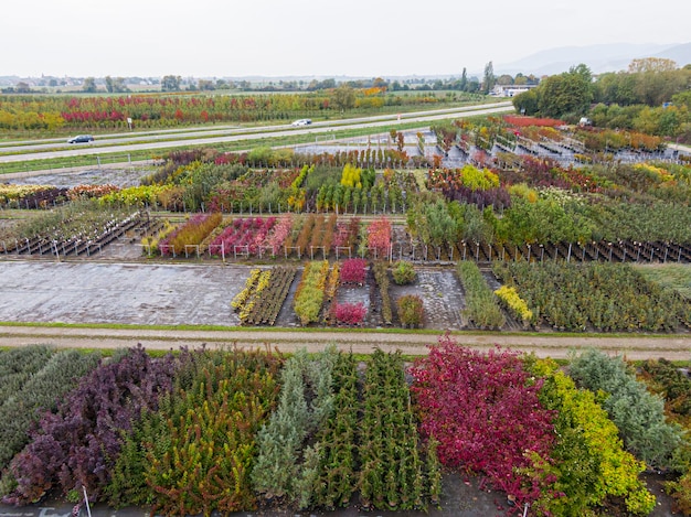 Aerial view of a tree nursery with yellow red and red green plants arranged in a row during autumn Plants in autumn colours Alsace France Europe