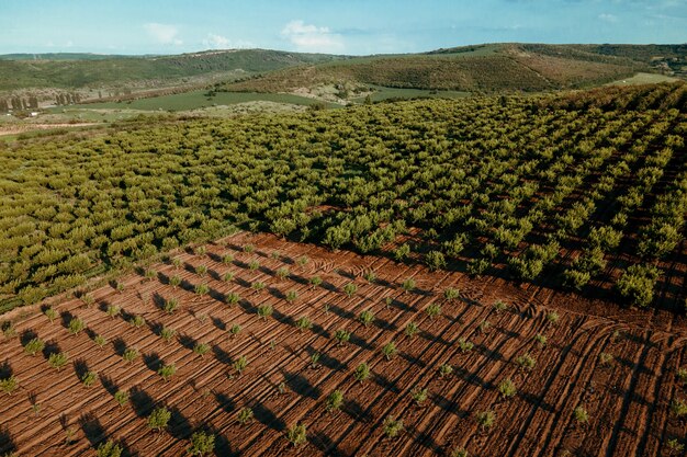 Vista aerea della piantagione di mandarini del giovane frutteto della piantagione di alberi
