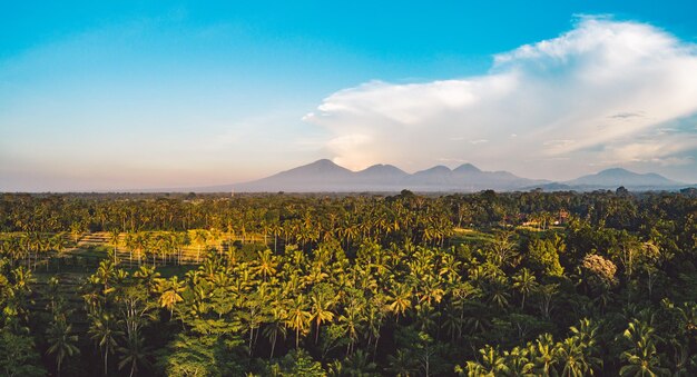 Aerial view of trees against sky