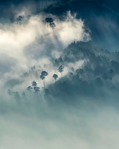 霧の中の木の空中写真