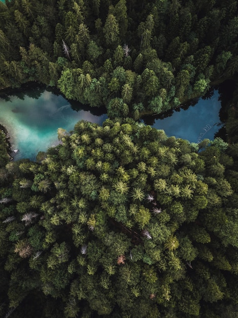 aerial view of trees by lake in forest