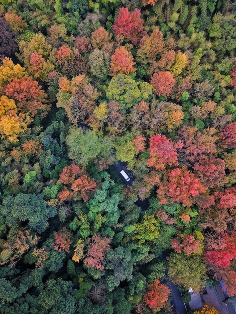 Photo aerial view of trees in forest