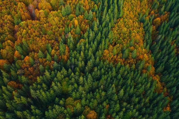 Aerial view of trees in forest