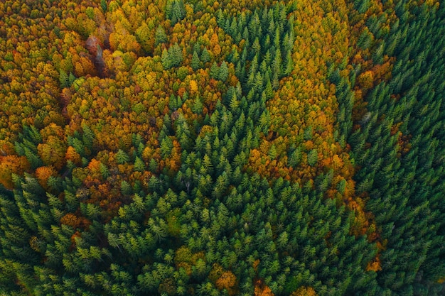 Aerial view of trees in forest