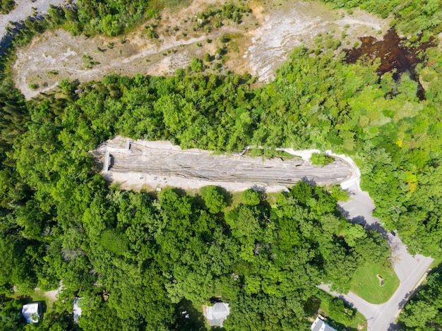 aerial view of trees growing in forest