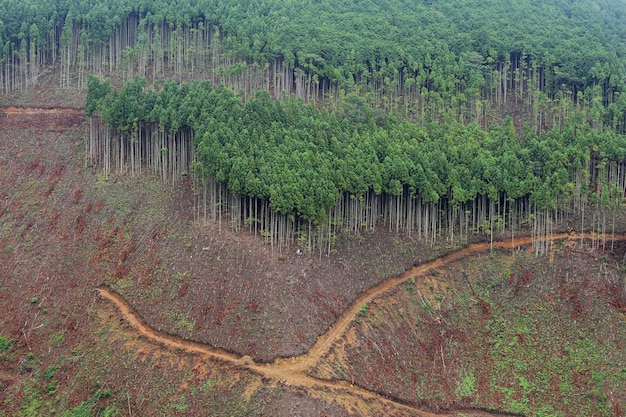 Aerial view of trees on mountain