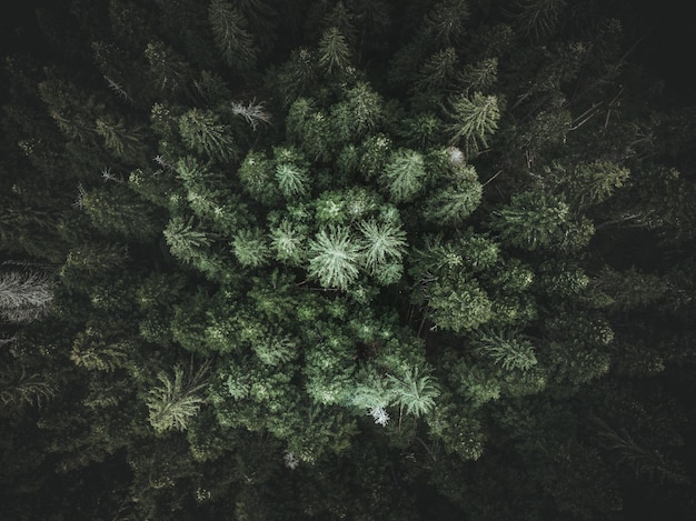 Photo aerial view of trees