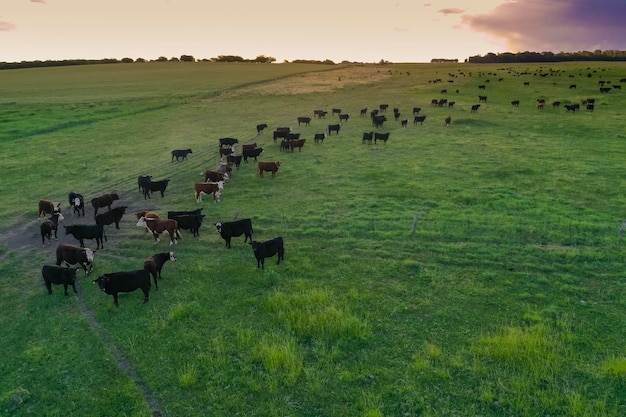 Photo aerial view of a troop of steers for export cattle raised with natural pastures in the argentine countryside