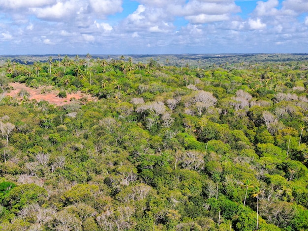 Aerial view of tropical forest jungle in Praia Do Forte Brazil